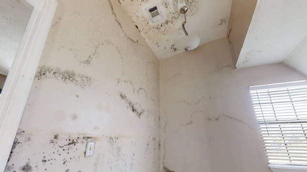 Best Environmental Consulting for Mold Prevention  in East Franklin, NJ