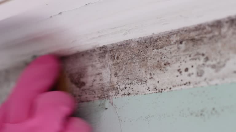 Mold Remediation for Rental Properties in East Franklin, NJ